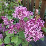 Syringa meyeri Jo Big Purple (1)