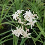 Tulbaghia violacea Alba (2)