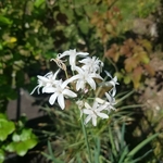 Tulbaghia violacea Alba