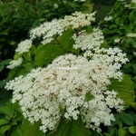 Viburnum dilatatum Erié (1)