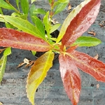 Viburnum odoratissimum Coppertop (4)