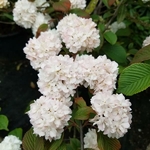 Viburnum plicatum Pink Sensation (1)