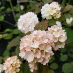 Viburnum plicatum Pink Sensation (2)