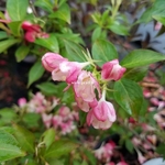 Weigela All Summer Peach (2)