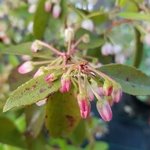Zenobia pulverulenta Raspberry Ripple (1)