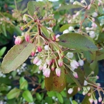 Zenobia pulverulenta Raspberry Ripple (3)