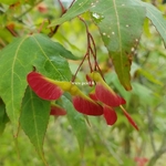 Acer oliverianum (1)
