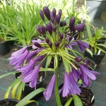 Agapanthus Poppin Purple (2)