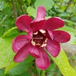 Calycanthus Aphrodite (1)