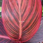 Canna Tropicanna (2)