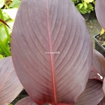 Canna Tropicanna Black (2)