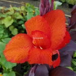 Canna Tropicanna Black