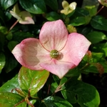 Cornus kousa Blooming Pink Tetra (2)