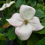 Cornus kousa Blooming Pink Tetra