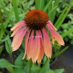 Echinacea Summer Sky (1)