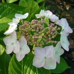 Hydrangea macrophylla Cloudy (2)