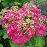 Hydrangea macrophylla Curly Sparkle (2)