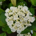 Hydrangea macrophylla Curly Wurly White (1)