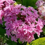 Hydrangea macrophylla Double Dutch (1)