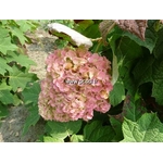 hydrangea%20quercifolia%20harmony%20(2)