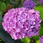 Hydrangea macrophylla Renate Steiniger (1)