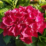 Hydrangea macrophylla Ruby Tuesday (2)