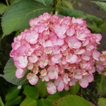 Hydrangea macrophylla Sophia (1)