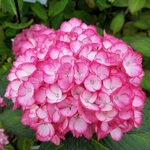 Hydrangea macrophylla Sophia (3)