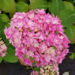 Hydrangea macrophylla Stellar (2)