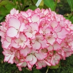 Hydrangea macrophylla Sunny (1)