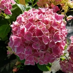 Hydrangea macrophylla Tandem (1)