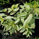 Hydrangea paniculata Shikoku Flash