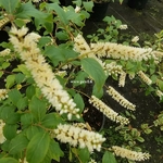Itea japonica Beppu (2)