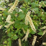 Itea japonica Beppu