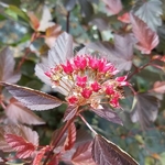 Physocarpus opulifolius Diable dOr (2)