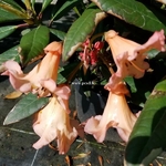 Rhododendron Tortoishell Orange