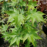 Acer palmatum Hogyoku (2)