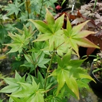 Acer palmatum Hogyoku (1)
