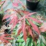 Acer palmatum Oregon Sunset (2)