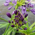 Agapanthus Poppin Purple (2)