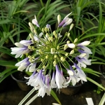 Agapanthus Twister (5)