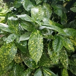 Aucuba japonica Crotonifolia (2)