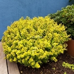 Berberis thunbergii Tiny Gold