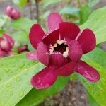 Calycanthus x raulstonii Aphrodite (1)