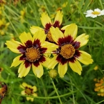 Coreopsis Cosmic Eye (2)