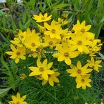 Coreopsis verticillata