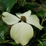 Cornus hongkongensis Summer Flair (1)