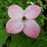 Cornus kousa Satomi (1)