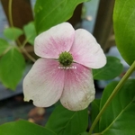 Cornus Soleil Rouge