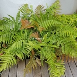 Dryopteris erythrosora